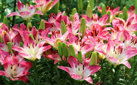 962625 (a): :2880x1800